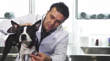 Sevimli Boston Terrier köpek tarafından profesyonel bir veteriner kliniğinde muayene ediliyor