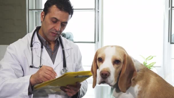 Профессиональные ветеринарные заполнения бумаги после осмотра и очаровательный щенок Beagle — стоковое видео