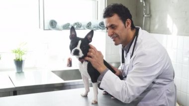 Boston Terrier köpek yavrusu sevişme kameraya gülümseyen profesyonel veteriner
