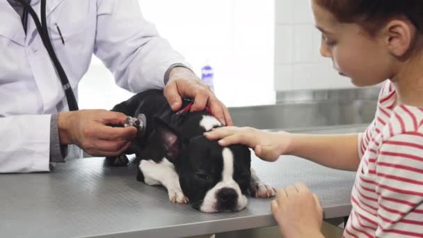 Bonito cachorro Boston Terrier deitado sobre a mesa enquanto veterinário examiná-lo — Vídeo de Stock