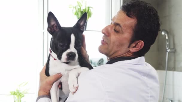 Close up of a cute Boston Terrier canine in the hands of a male vet — Stock Video