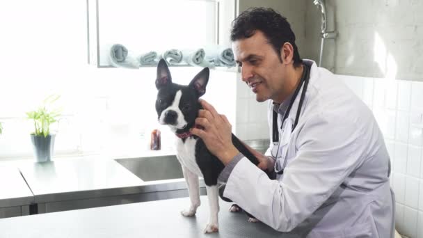 Profesional veterinario sonriendo a la cámara acariciando Boston Terrier cachorro — Vídeo de stock