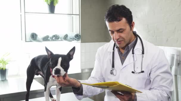 Maduro masculino veterinário petting bonito boston terrier cachorro examinando papéis — Vídeo de Stock