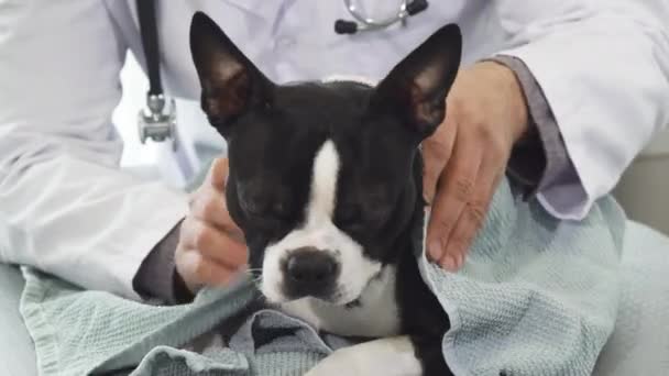 Närbild på en söt valp som masseras av en veterinär efter bad — Stockvideo