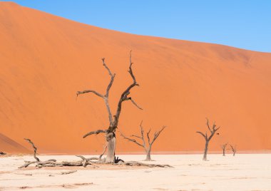 Ölü Vlei ölü Camelthorn ağaçlarda