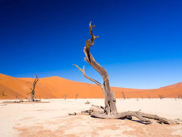 Dead Camelthorn trees in Dead Vlei — Stock Photo, Image