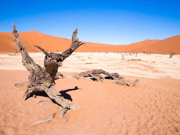 죽은 Vlei에 죽은 Camelthorn 나무 — 스톡 사진