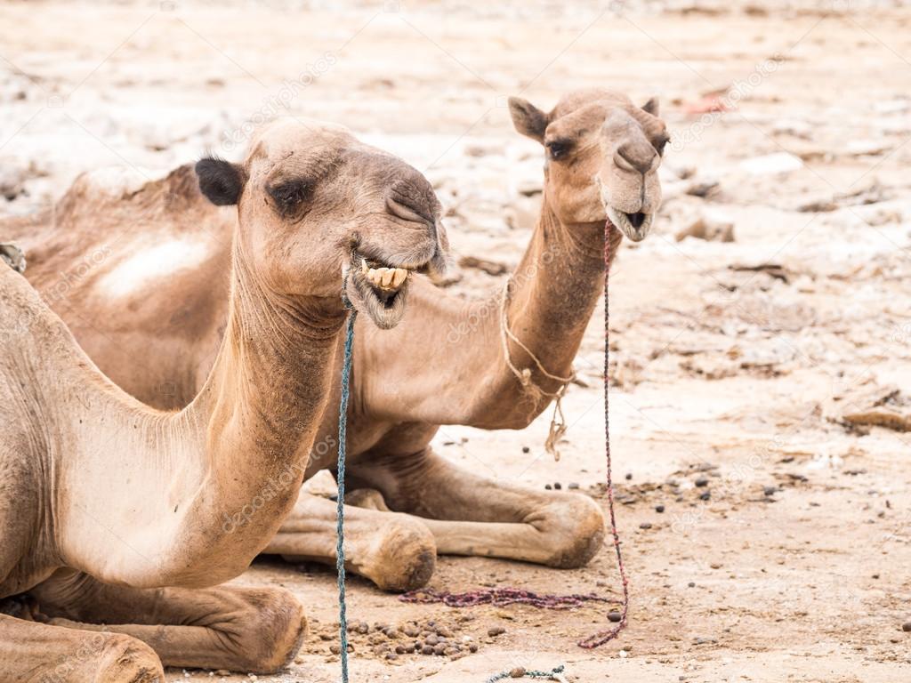 Tired Dromedary camels