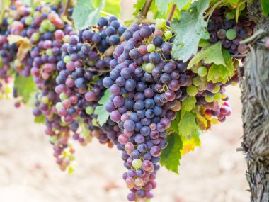Cabernet sauvignon üzüm demet 