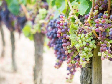 Cabernet sauvignon üzüm demet 