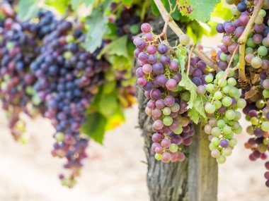 Cabernet sauvignon üzüm demet 