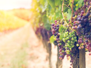 Cabernet sauvignon üzüm demet 