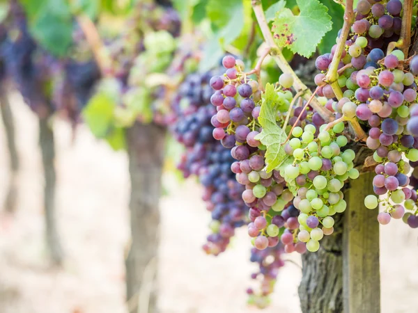 Bando de Uvas Cabernet Sauvignon — Fotografia de Stock