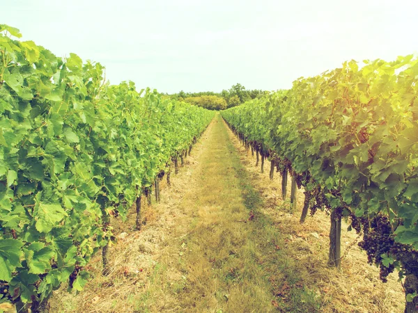 Bando de Uvas Cabernet Sauvignon — Fotografia de Stock