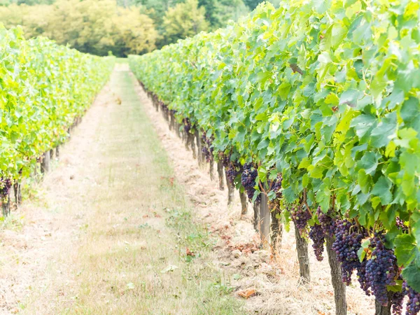 Grappoli di uva Cabernet Sauvignon — Foto Stock