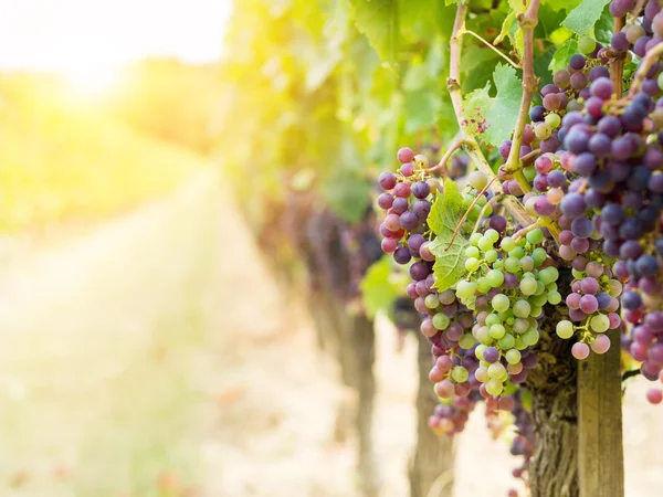 Bunches of cabernet sauvignon grapes — Stock Photo, Image