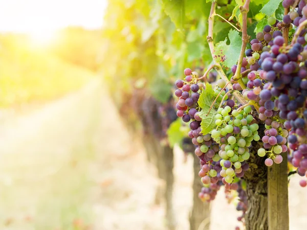 Bando de Uvas Cabernet Sauvignon — Fotografia de Stock