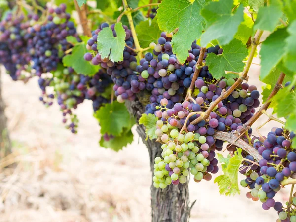 Bunches of cabernet sauvignon grapes — Stock Photo, Image