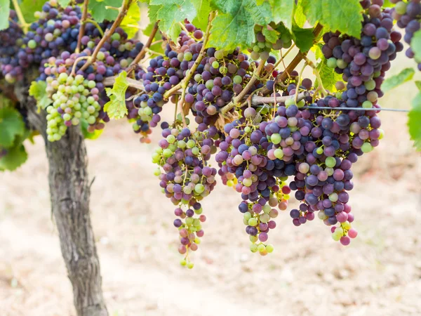 Klasar av druvor som cabernet sauvignon — Stockfoto