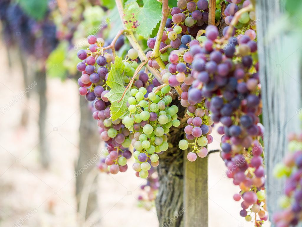 Bunches of cabernet sauvignon grapes 