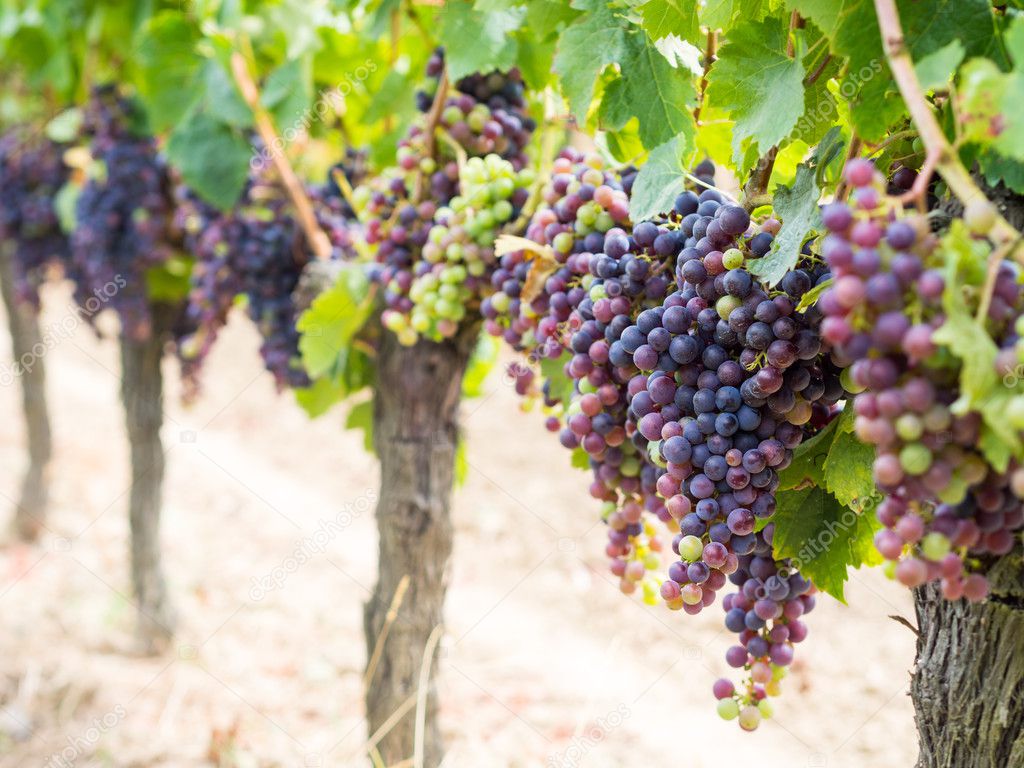 Bunches of cabernet sauvignon grapes 