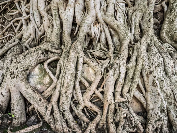 Raíces de árbol seco — Foto de Stock