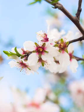 Flowering sweet almond tree clipart