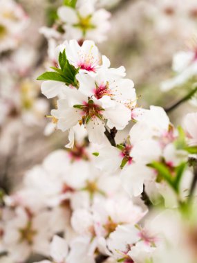 Çiçekli tatlı badem ağacı