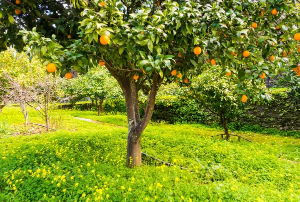 Bahçede portakal ağacı — Stok fotoğraf