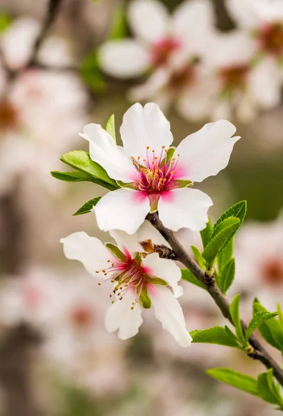 Kvetoucí sladké mandlové strom — Stock fotografie