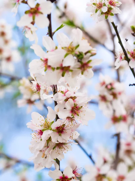 Zoete amandel bloeiende boom — Stockfoto