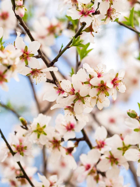 Virágos édes mandula a fa — Stock Fotó