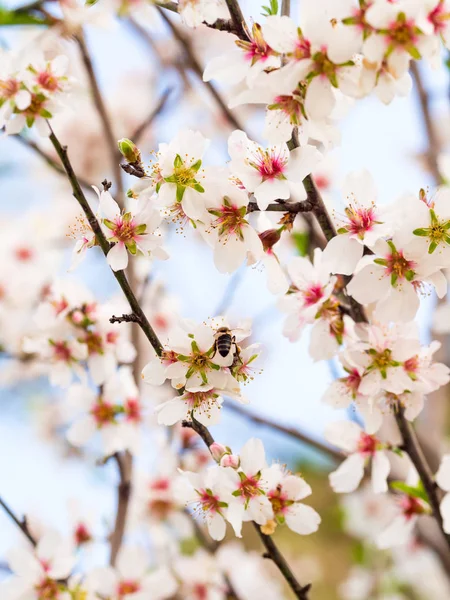 Zoete amandel bloeiende boom — Stockfoto