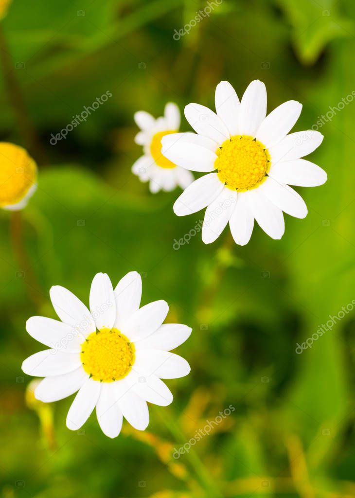 spring daisy flowers
