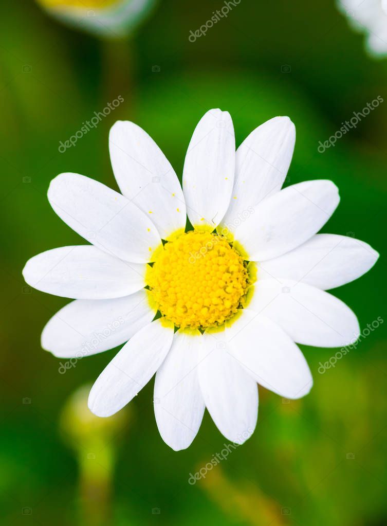 spring daisy flower