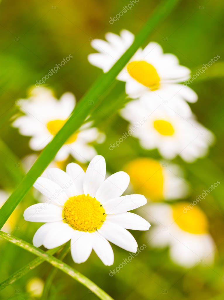 spring daisy flowers