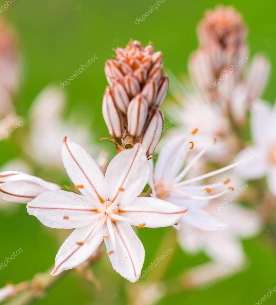 flowers of asphodelus ramosus