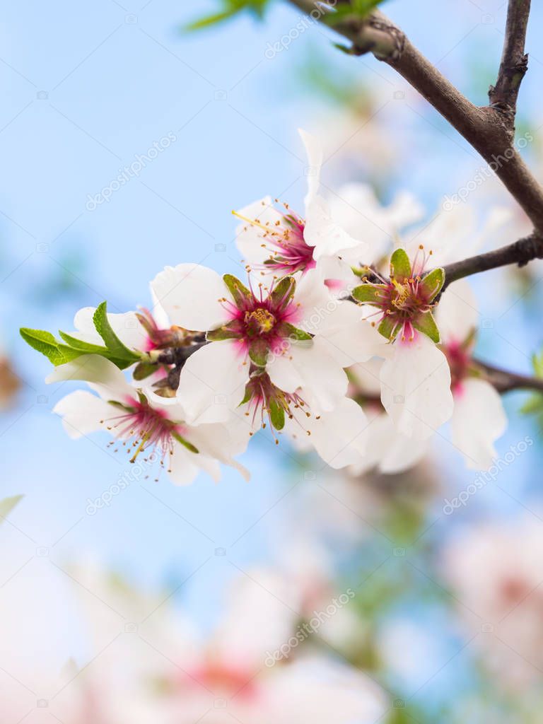 Flowering sweet almond tree