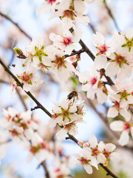 Floración del almendro — Foto de Stock
