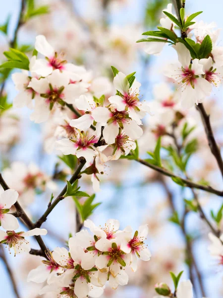 Floración del almendro — Foto de Stock