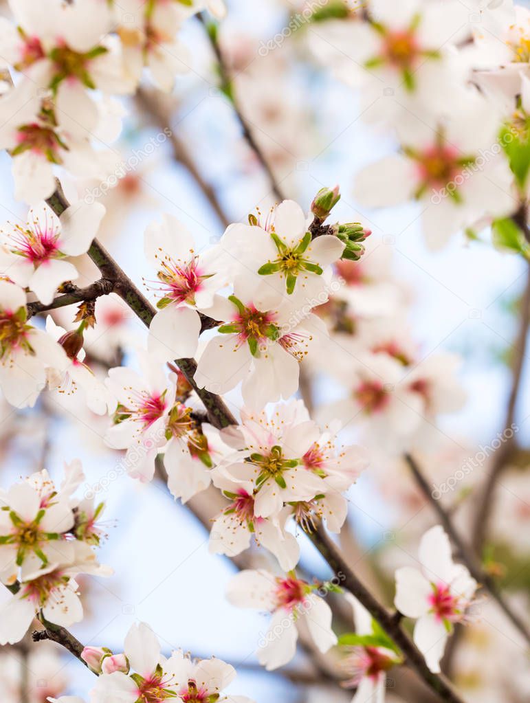 Flowering of almond tree