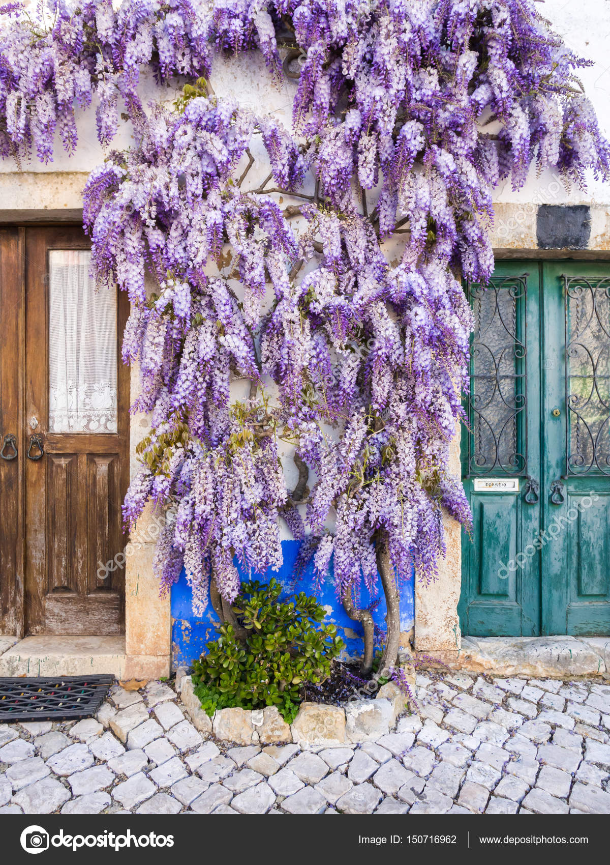 wisteria plants growing near house — Stock Photo
