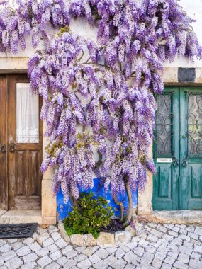 wisteria plants growing near house clipart
