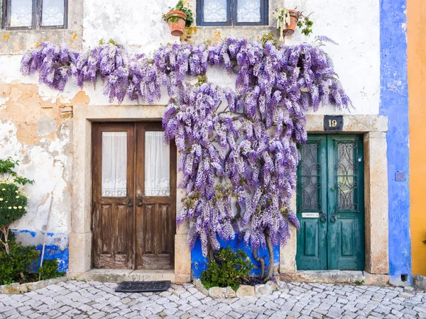 Рослини wisteria, що ростуть біля будинку — стокове фото