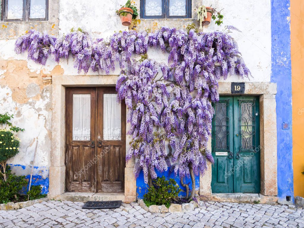 wisteria plants growing near house