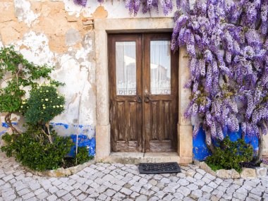 Mor wisteria bitki 