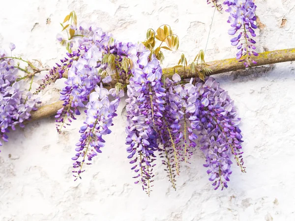 Lila wisteria növény — Stock Fotó