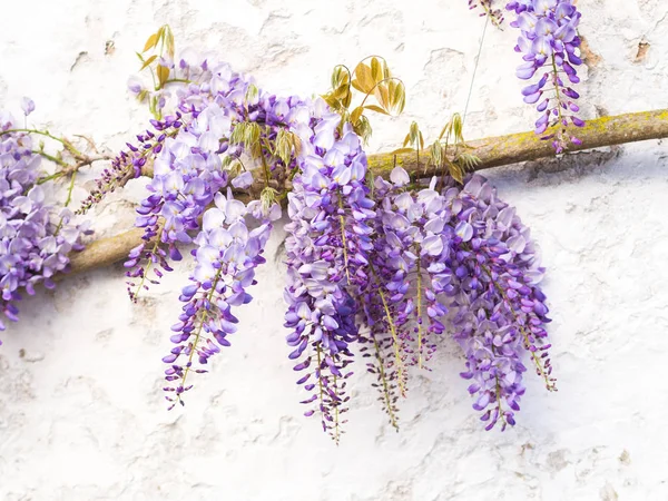 Lila wisteria växt — Stockfoto