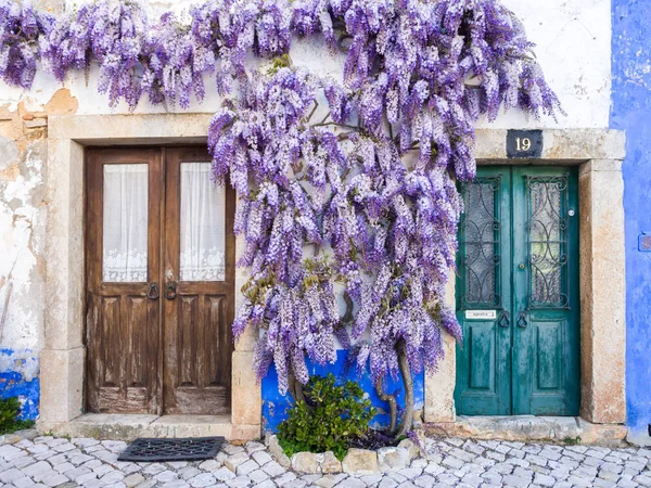 Mor wisteria bitki 