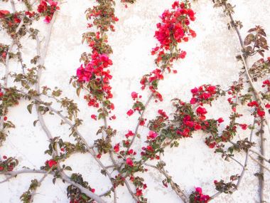 Bir duvarda büyüyen Begonvil ağaç